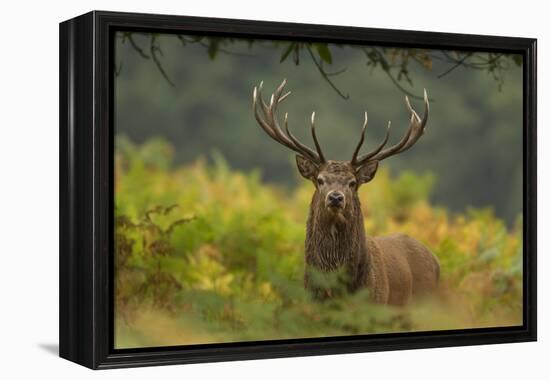 Red Deer (Cervus Elaphus) Dominant Stag Amongst Bracken, Bradgate Park, Leicestershire, England, UK-Danny Green-Framed Premier Image Canvas