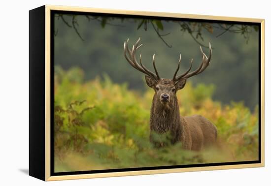 Red Deer (Cervus Elaphus) Dominant Stag Amongst Bracken, Bradgate Park, Leicestershire, England, UK-Danny Green-Framed Premier Image Canvas