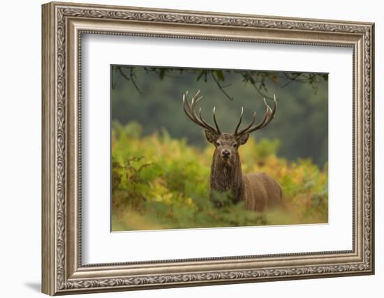 Red Deer (Cervus Elaphus) Dominant Stag Amongst Bracken, Bradgate Park, Leicestershire, England, UK-Danny Green-Framed Photographic Print