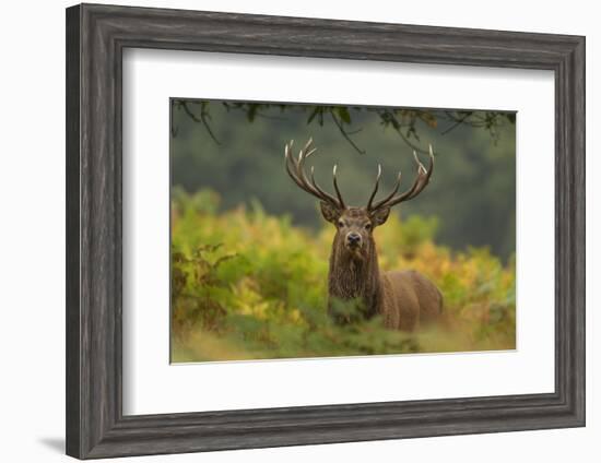 Red Deer (Cervus Elaphus) Dominant Stag Amongst Bracken, Bradgate Park, Leicestershire, England, UK-Danny Green-Framed Photographic Print