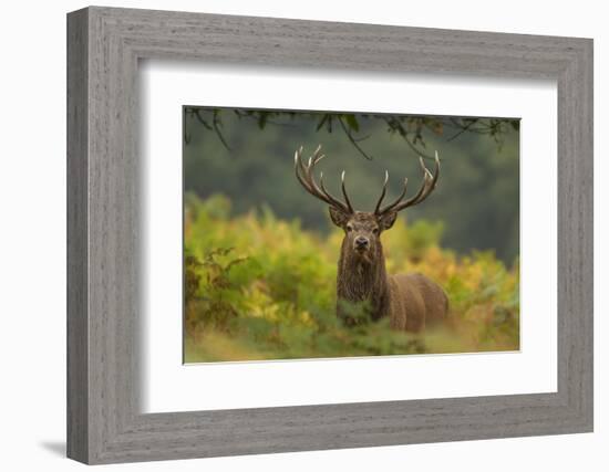 Red Deer (Cervus Elaphus) Dominant Stag Amongst Bracken, Bradgate Park, Leicestershire, England, UK-Danny Green-Framed Photographic Print