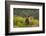 Red Deer (Cervus Elaphus) Dominant Stag Amongst Bracken, Bradgate Park, Leicestershire, England, UK-Danny Green-Framed Photographic Print