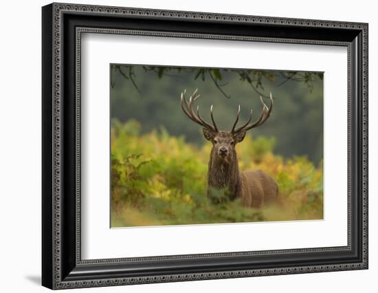 Red Deer (Cervus Elaphus) Dominant Stag Amongst Bracken, Bradgate Park, Leicestershire, England, UK-Danny Green-Framed Photographic Print