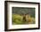 Red Deer (Cervus Elaphus) Dominant Stag Amongst Bracken, Bradgate Park, Leicestershire, England, UK-Danny Green-Framed Photographic Print