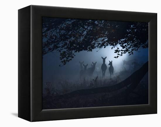 Red Deer, Cervus Elaphus, Gathering on a Misty Morning-Alex Saberi-Framed Premier Image Canvas