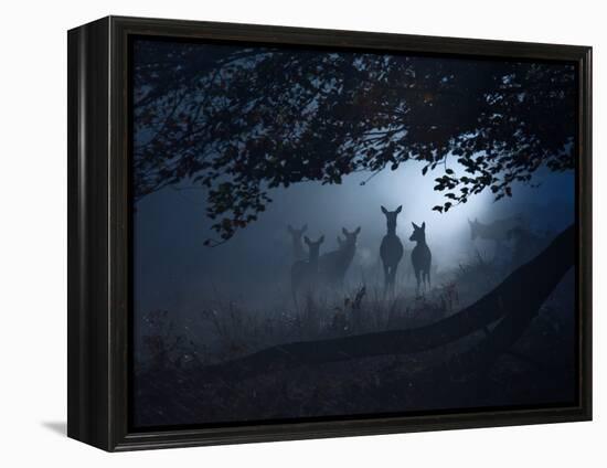 Red Deer, Cervus Elaphus, Gathering on a Misty Morning-Alex Saberi-Framed Premier Image Canvas