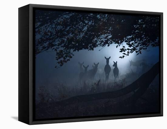 Red Deer, Cervus Elaphus, Gathering on a Misty Morning-Alex Saberi-Framed Premier Image Canvas