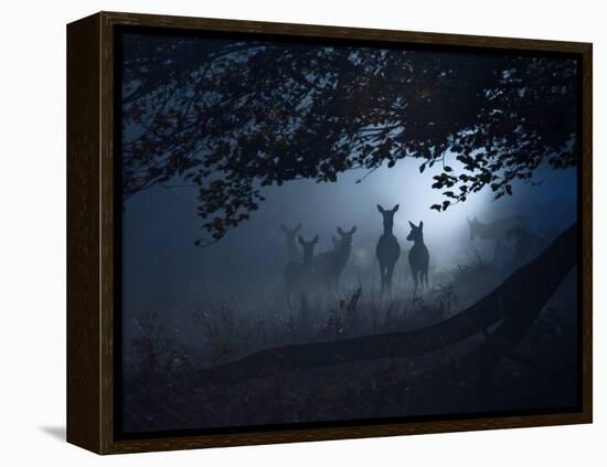 Red Deer, Cervus Elaphus, Gathering on a Misty Morning-Alex Saberi-Framed Premier Image Canvas