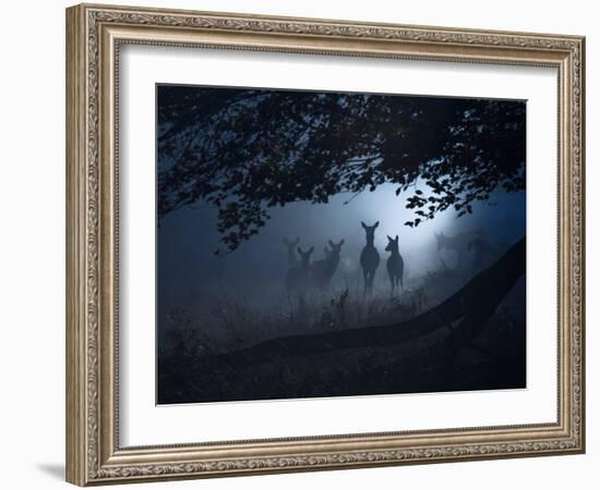 Red Deer, Cervus Elaphus, Gathering on a Misty Morning-Alex Saberi-Framed Photographic Print