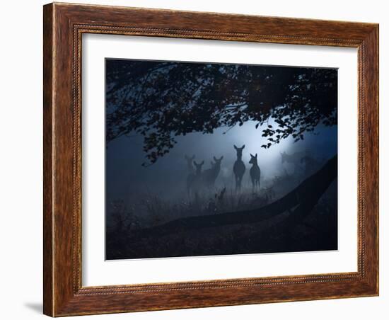 Red Deer, Cervus Elaphus, Gathering on a Misty Morning-Alex Saberi-Framed Photographic Print