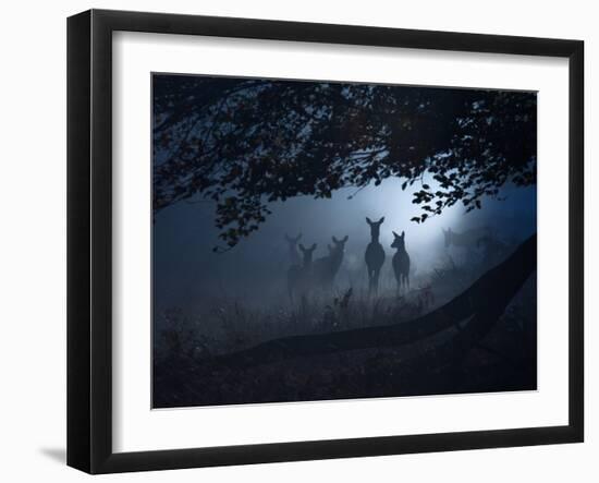 Red Deer, Cervus Elaphus, Gathering on a Misty Morning-Alex Saberi-Framed Photographic Print