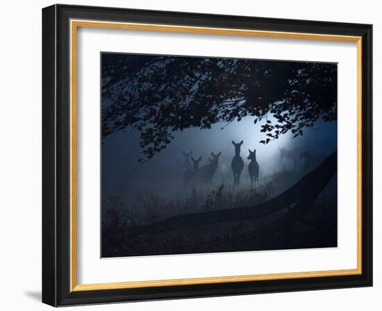 Red Deer, Cervus Elaphus, Gathering on a Misty Morning-Alex Saberi-Framed Photographic Print