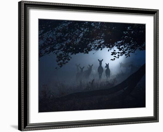 Red Deer, Cervus Elaphus, Gathering on a Misty Morning-Alex Saberi-Framed Photographic Print