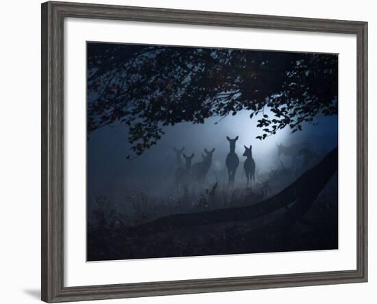 Red Deer, Cervus Elaphus, Gathering on a Misty Morning-Alex Saberi-Framed Photographic Print