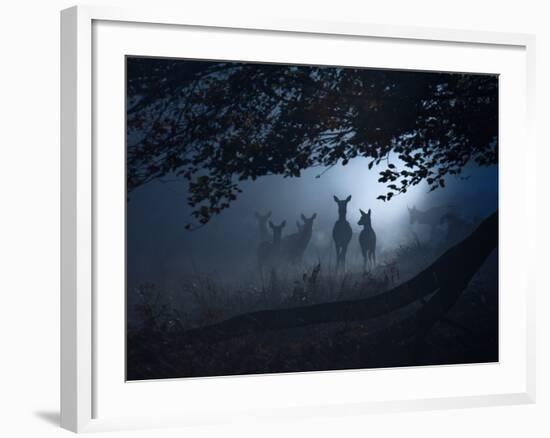 Red Deer, Cervus Elaphus, Gathering on a Misty Morning-Alex Saberi-Framed Photographic Print