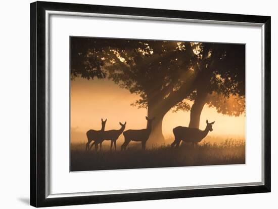 Red Deer, Cervus Elaphus, Graze in the Early Morning Mists of Richmond Park-Alex Saberi-Framed Photographic Print