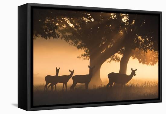 Red Deer, Cervus Elaphus, Graze in the Early Morning Mists of Richmond Park-Alex Saberi-Framed Premier Image Canvas