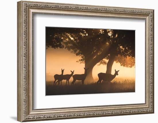 Red Deer, Cervus Elaphus, Graze in the Early Morning Mists of Richmond Park-Alex Saberi-Framed Photographic Print