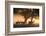 Red Deer, Cervus Elaphus, Graze in the Early Morning Mists of Richmond Park-Alex Saberi-Framed Photographic Print