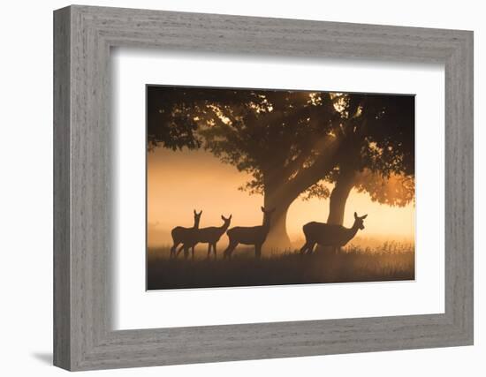 Red Deer, Cervus Elaphus, Graze in the Early Morning Mists of Richmond Park-Alex Saberi-Framed Photographic Print