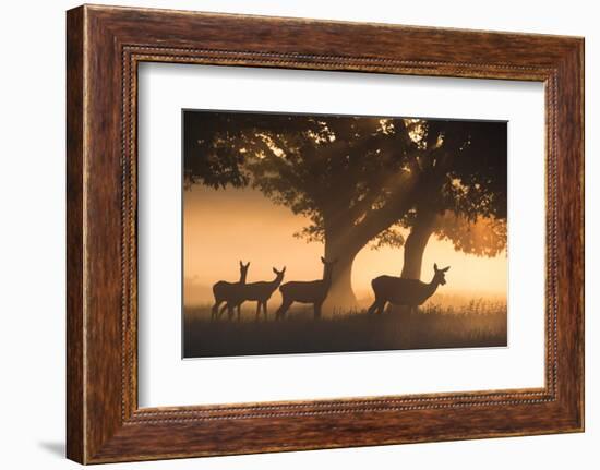 Red Deer, Cervus Elaphus, Graze in the Early Morning Mists of Richmond Park-Alex Saberi-Framed Photographic Print