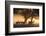 Red Deer, Cervus Elaphus, Graze in the Early Morning Mists of Richmond Park-Alex Saberi-Framed Photographic Print