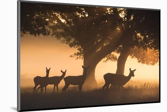 Red Deer, Cervus Elaphus, Graze in the Early Morning Mists of Richmond Park-Alex Saberi-Mounted Photographic Print