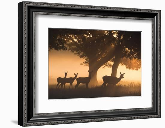 Red Deer, Cervus Elaphus, Graze in the Early Morning Mists of Richmond Park-Alex Saberi-Framed Photographic Print