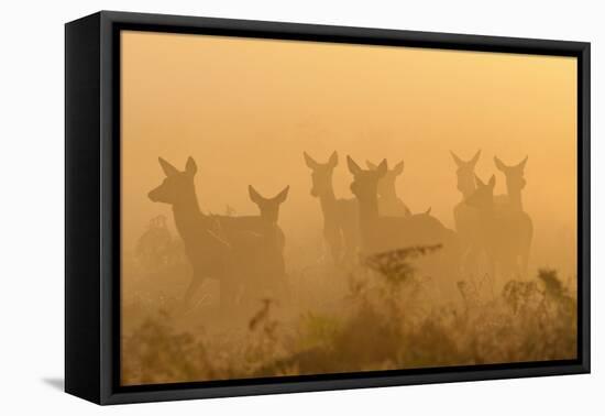 Red Deer (Cervus Elaphus) Hinds in Mist at Sunrise, Bushy Park, London, UK, October-Terry Whittaker-Framed Premier Image Canvas