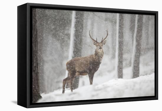 Red Deer (Cervus Elaphus) in Heavy Snowfall, Cairngorms National Park, Scotland, March 2012-Peter Cairns-Framed Premier Image Canvas