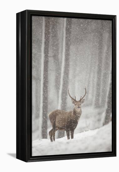 Red Deer (Cervus Elaphus) in Heavy Snowfall, Cairngorms National Park, Scotland, March 2012-Peter Cairns-Framed Premier Image Canvas