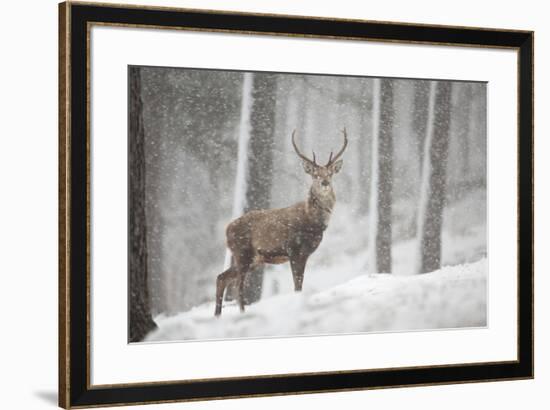 Red Deer (Cervus Elaphus) in Heavy Snowfall, Cairngorms National Park, Scotland, March 2012-Peter Cairns-Framed Photographic Print