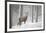 Red Deer (Cervus Elaphus) in Heavy Snowfall, Cairngorms National Park, Scotland, March 2012-Peter Cairns-Framed Photographic Print