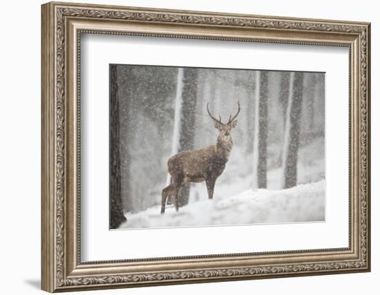 Red Deer (Cervus Elaphus) in Heavy Snowfall, Cairngorms National Park, Scotland, March 2012-Peter Cairns-Framed Photographic Print