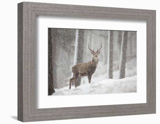 Red Deer (Cervus Elaphus) in Heavy Snowfall, Cairngorms National Park, Scotland, March 2012-Peter Cairns-Framed Photographic Print