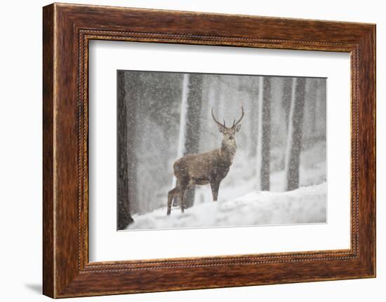 Red Deer (Cervus Elaphus) in Heavy Snowfall, Cairngorms National Park, Scotland, March 2012-Peter Cairns-Framed Photographic Print