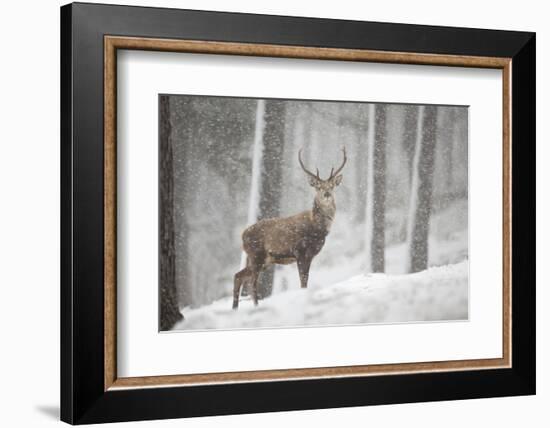 Red Deer (Cervus Elaphus) in Heavy Snowfall, Cairngorms National Park, Scotland, March 2012-Peter Cairns-Framed Photographic Print