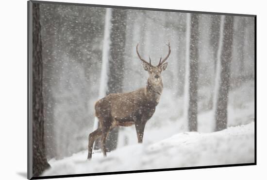 Red Deer (Cervus Elaphus) in Heavy Snowfall, Cairngorms National Park, Scotland, March 2012-Peter Cairns-Mounted Photographic Print