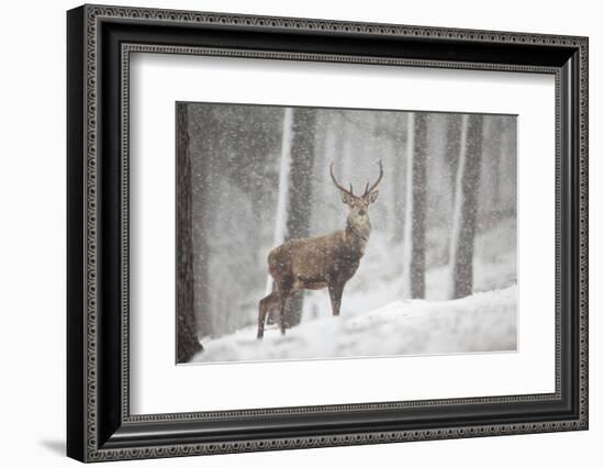 Red Deer (Cervus Elaphus) in Heavy Snowfall, Cairngorms National Park, Scotland, March 2012-Peter Cairns-Framed Photographic Print