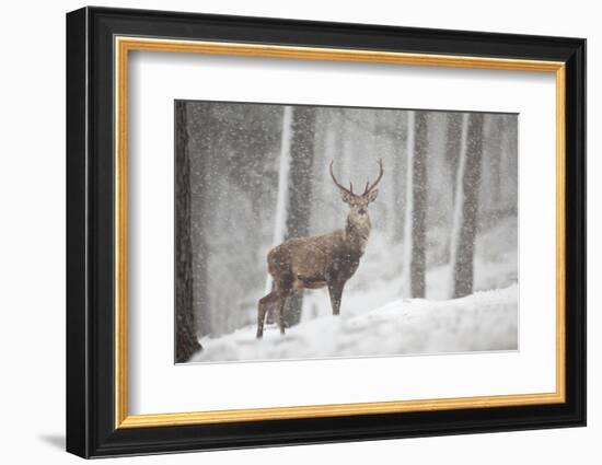 Red Deer (Cervus Elaphus) in Heavy Snowfall, Cairngorms National Park, Scotland, March 2012-Peter Cairns-Framed Photographic Print