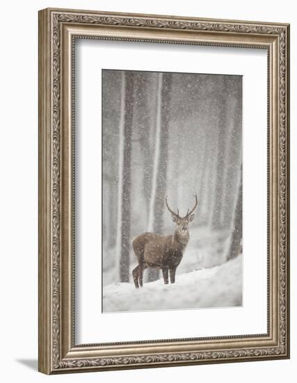 Red Deer (Cervus Elaphus) in Heavy Snowfall, Cairngorms National Park, Scotland, March 2012-Peter Cairns-Framed Photographic Print