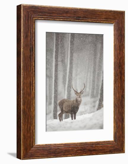 Red Deer (Cervus Elaphus) in Heavy Snowfall, Cairngorms National Park, Scotland, March 2012-Peter Cairns-Framed Photographic Print