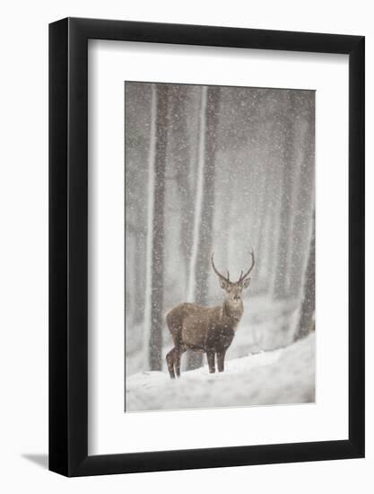 Red Deer (Cervus Elaphus) in Heavy Snowfall, Cairngorms National Park, Scotland, March 2012-Peter Cairns-Framed Photographic Print