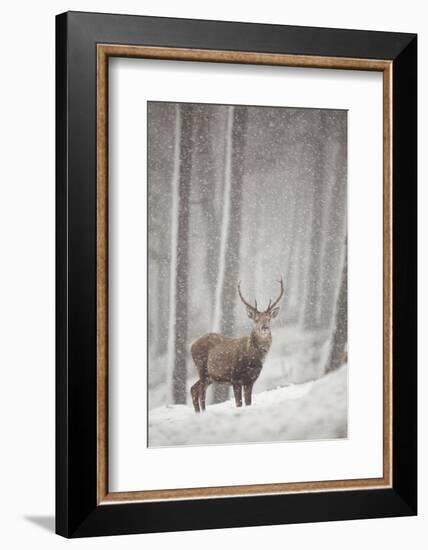 Red Deer (Cervus Elaphus) in Heavy Snowfall, Cairngorms National Park, Scotland, March 2012-Peter Cairns-Framed Photographic Print