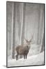 Red Deer (Cervus Elaphus) in Heavy Snowfall, Cairngorms National Park, Scotland, March 2012-Peter Cairns-Mounted Photographic Print