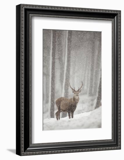 Red Deer (Cervus Elaphus) in Heavy Snowfall, Cairngorms National Park, Scotland, March 2012-Peter Cairns-Framed Photographic Print