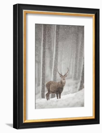 Red Deer (Cervus Elaphus) in Heavy Snowfall, Cairngorms National Park, Scotland, March 2012-Peter Cairns-Framed Photographic Print