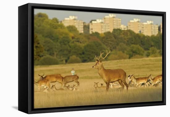 Red Deer (Cervus Elaphus) in Richmond Park with Roehampton Flats in Background, London, England, UK-Terry Whittaker-Framed Premier Image Canvas