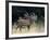 Red Deer, (Cervus Elaphus), Kopenhagen, Denmark-Thorsten Milse-Framed Photographic Print