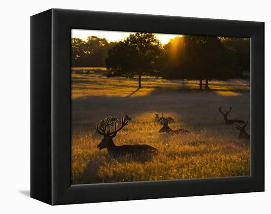 Red Deer, Cervus Elaphus, Resting on a Summer Evening-Alex Saberi-Framed Premier Image Canvas